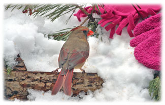 Mrs. Robbin ... Greeting Card