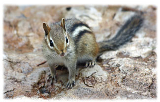 Chipmunk on a rock ... Greeting Card