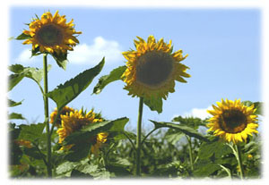 Hasty Note . . . Spring, Summer and Fall