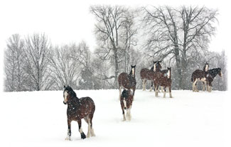 Horse on a hill ... Greeting Card