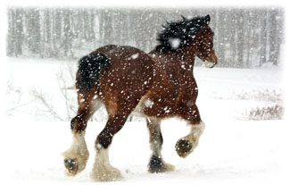 Horse Running Away ... Greeting Card