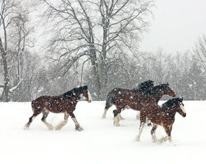 Horse Print