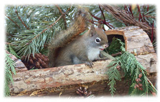 Red Critter ... Greeting Card