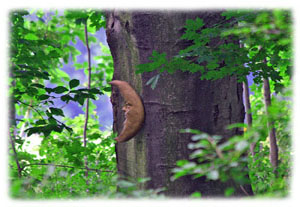 Hasty Note . . . Spring, Summer and Fall