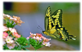 Yellow Butterfly ... Greeting Card
