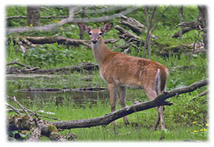 Hasty Note ... animals