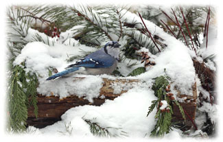 Blue bird in snow ... Greeting Card