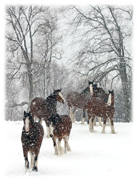 Hasty Note ... animals