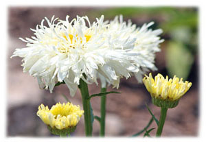 Hasty Note . . . Spring, Summer and Fall