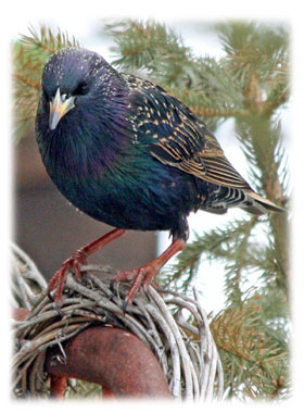 Hasty Note ... animals
