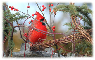 Male Robbin ... Greeting Card