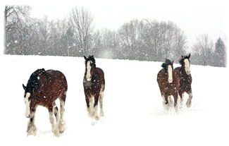 Horses in a snowy field ... Greeting Card