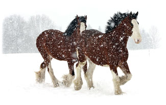 My two favorite horses ... Greeting Card