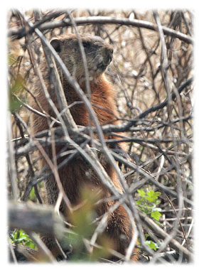 Hasty Note ... animals