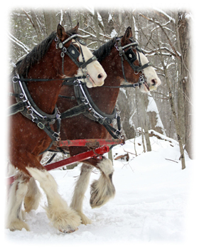 Clydsdales  Greeting Card
