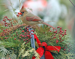 Matted Print ... Christmas