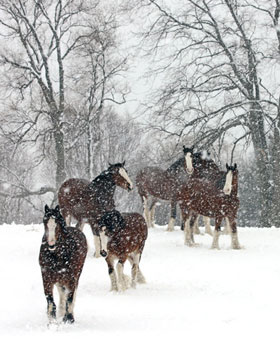 Horse Print