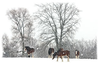 Horses on the hill ... Greeting Card