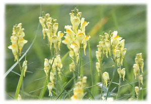 Hasty Note . . . Spring, Summer and Fall