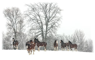 Trees behind the horses ... Greeting Card