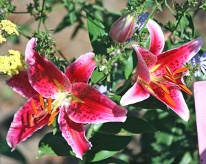 Prints . . . Spring, Summer and Fall