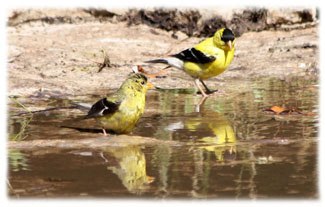Two birds and their shadows ... Greeting Card