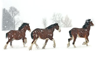 Three Horses Running  ... Greeting Card