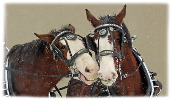 horses kiss Greeting Card