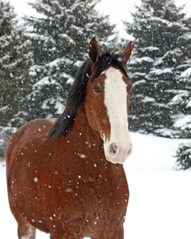 Horse Print