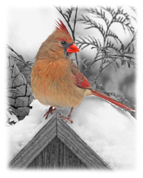 Cardinal Greeting Card