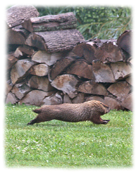 Groundhog Greeting Card