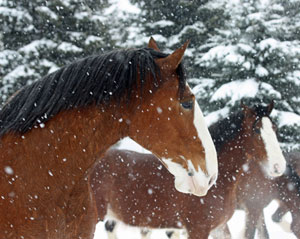 Horse Print