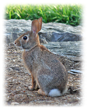 Rabbit Greeting Card