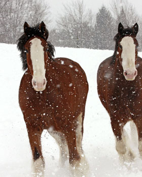 Horse Print