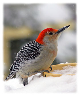 Winter Art Greeting Card