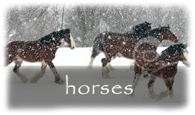 Horses